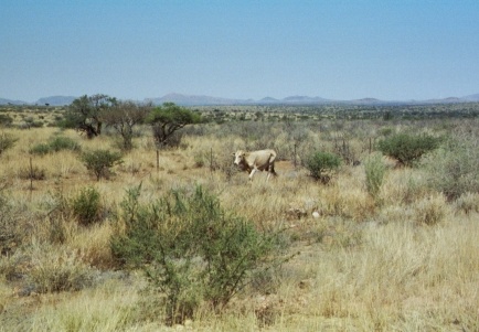 04-Namibia-2003