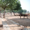 Das-Dorf-Khajuraho 18
