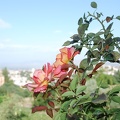 Alhambra-Pflanzen 02