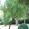Alhambra-Pflanzen 30