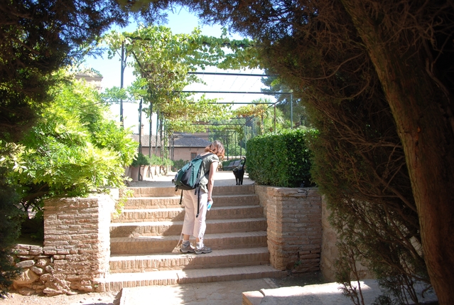 Alhambra-Katzen 1